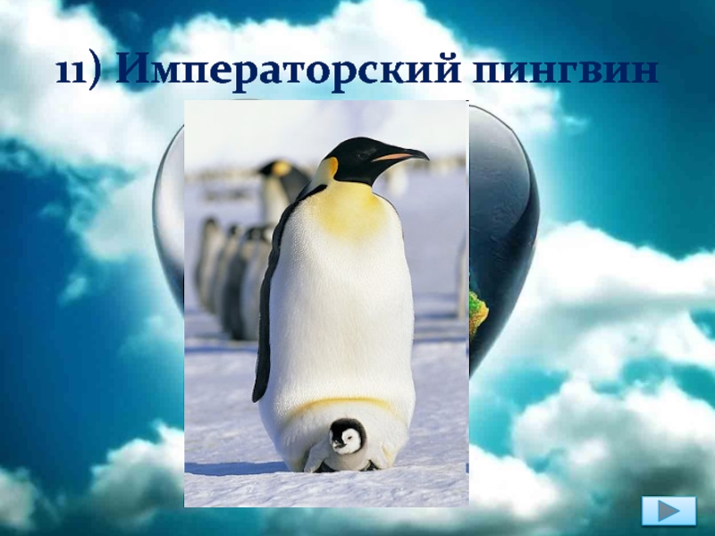 11) Императорский пингвин