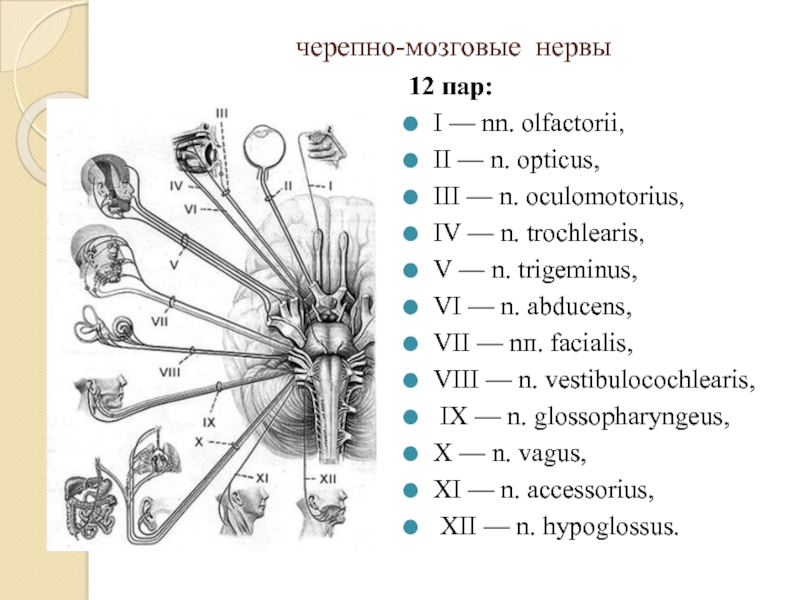 Названия черепных нервов. 12 Пара черепных нервов анатомия схема. Черепно мозговой невр 12 пар. 12 Пар черепных нервов схема. 12 Пар черепных нервов анатомия.