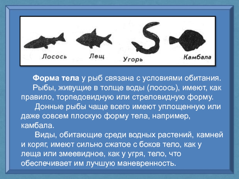 Почему проект документа называют рыбой