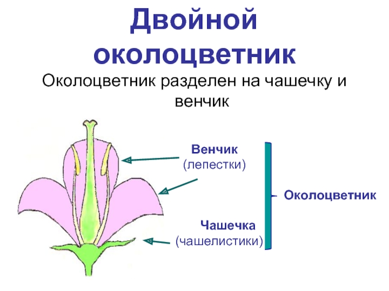 Цветок с двойным околоцветником рисунок