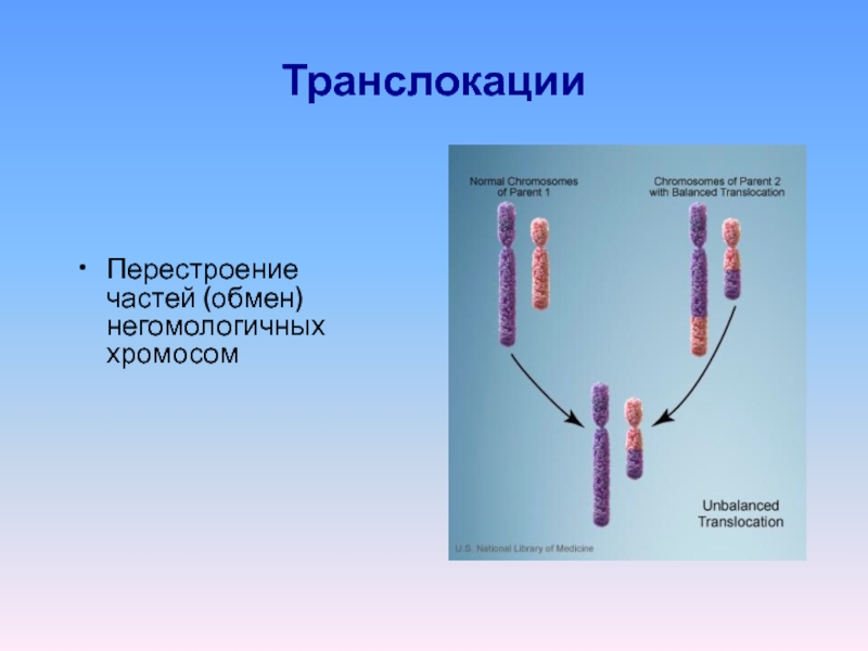 Негомологичные хромосомы. Хромосомная транслокация реципрокная. Реципрокная транслокация хромосом. Несбалансированная транслокация хромосом. Транслокации хромосом 15.