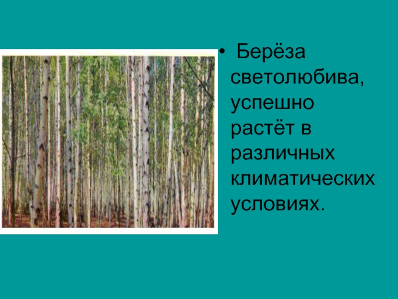 Самое светолюбивое дерево в лесу из изображенных на рисунке