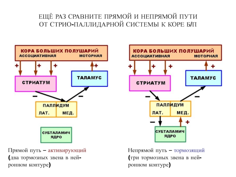 Раз сравнить. Прямой и непрямой путь. Прямой и непрямой путь физиология это. Схема прямого и непрямого путей. Прямой непрямой пути пути коры.