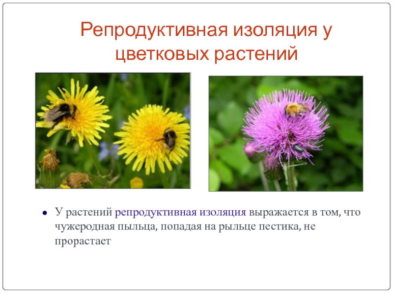 Репродуктивная изоляция служит причиной. Виды репродуктивной изоляции. Репродуктивная изоляция. Репроодуктивная тзоояуия.. Реподруктивеая ищолчцм.