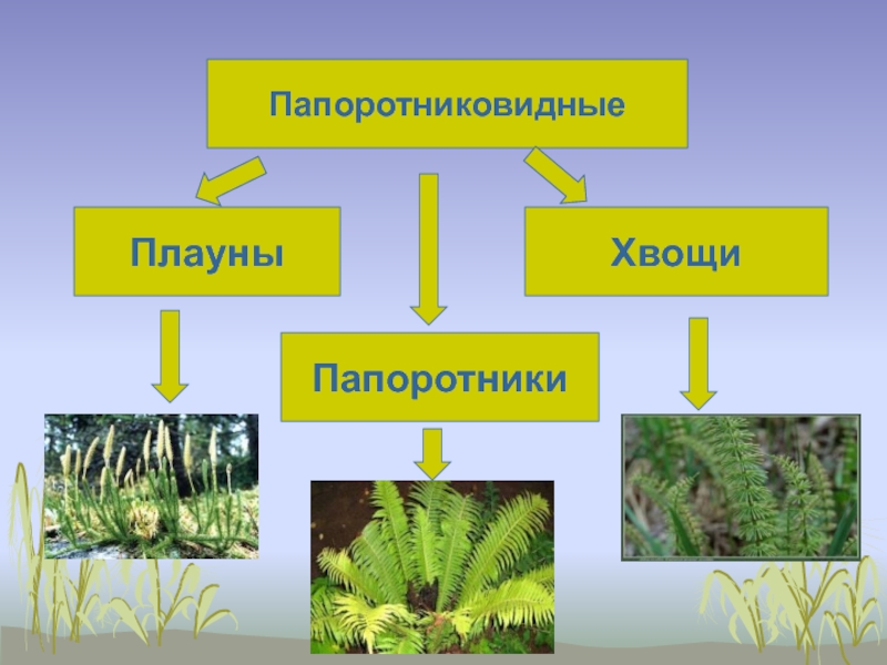 Презентация плауны хвощи папоротники 5 класс фгос пасечник