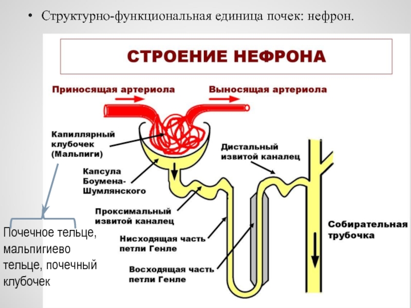 Какая структура единица почки изображена на рисунке