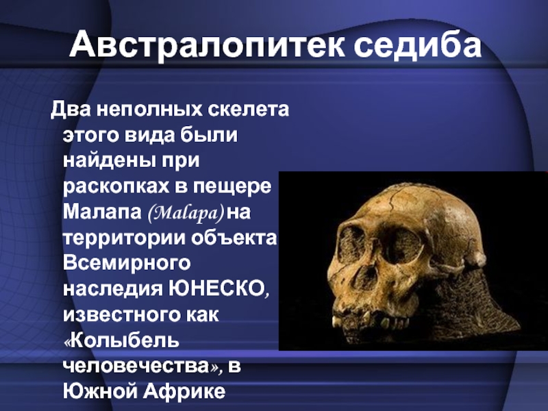 Что в переводе с латинского означает австралопитек. Скелет австралопитек седиба. Череп австралопитека описание. Останки австралопитека седибы.