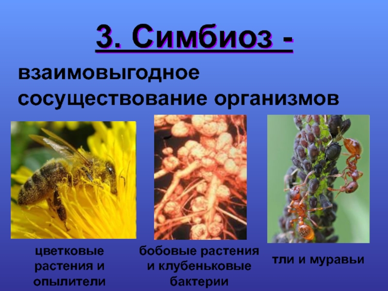 Пример симбиоза бактерий. Симбиоз. Симбиотические взаимоотношения организмов. Симбиоз бактерий и растений. Симбиоз примеры животных.