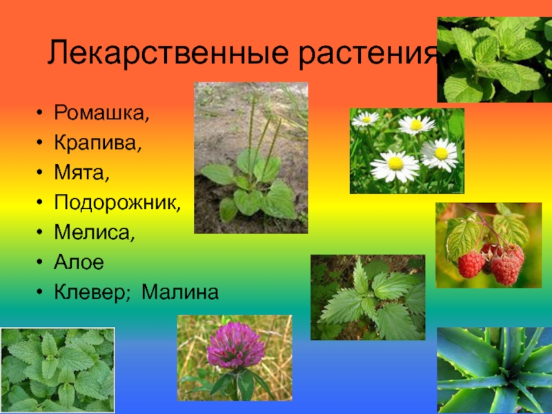 Лекарственные растения картинки для детей