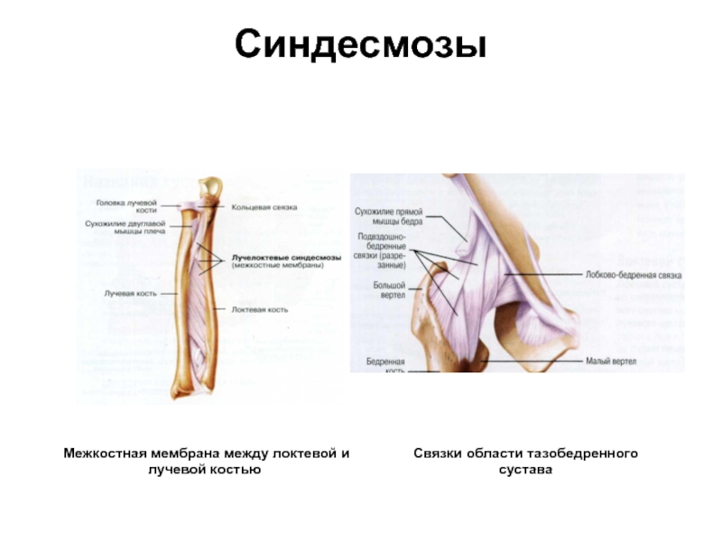 Соединения локтевой кости. Мембрана между локтевой и лучевой костью. Синдесмоз между лучевой и локтевой костями. Межкостная мембрана соединяет кости. Синдесмоз это анатомия.