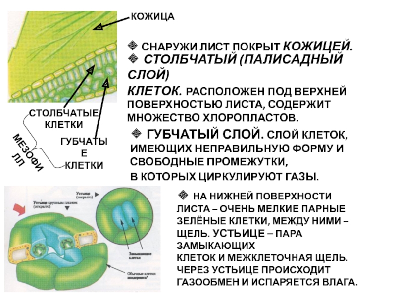 Верхняя поверхность листа. Кожица листа ткани хлоропластов. Столбчатые клетки листа. Столбчатые и губчатые клетки листа. Верхняя кожица листа.