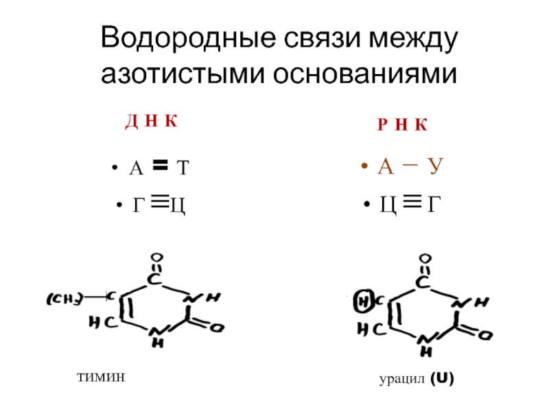 Водородные между азотистыми основаниями. Азотистые основания РНК формулы. Азотистые основания водородные связи. Связи между азотистыми основаниями. Урацил водородные связи.