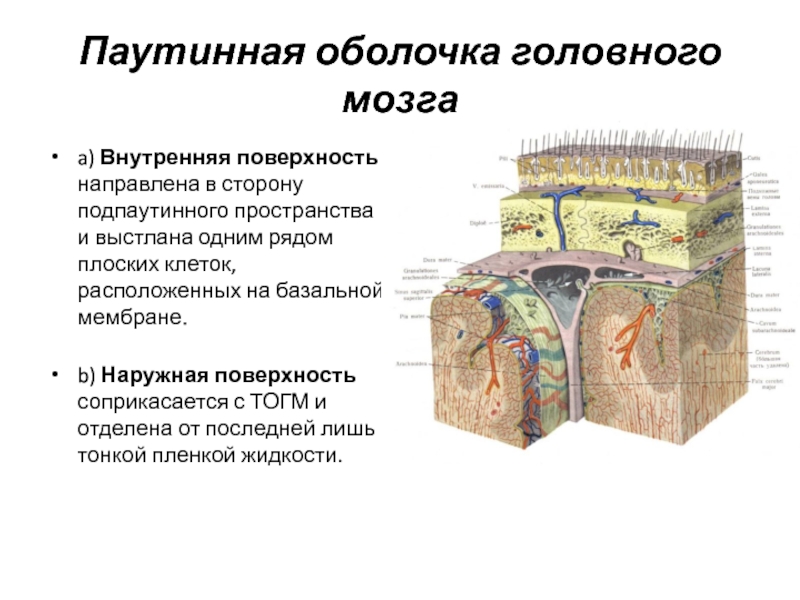 Паутинная оболочка головного мозгаa) Внутренняя поверхность направлена в сторону подпаутинного пространства и выстлана одним рядом плоских клеток,