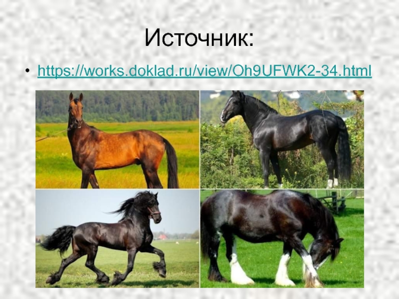 Https works doklad ru. Одомашнивание лошади презентация. Происхождение домашних животных.