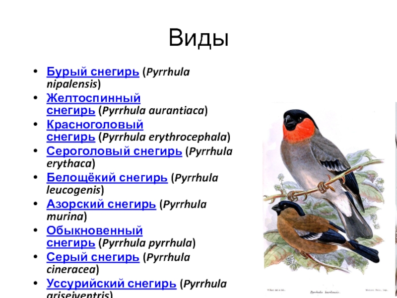 Петровский виртуальная карта снегири