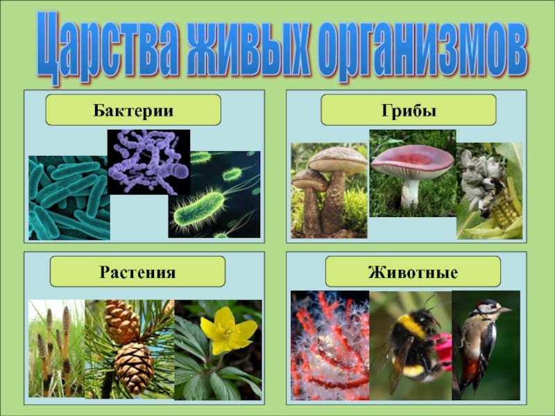 Группа царство живых. Царство животных царство растений царство грибов царство бактерий. Бактерии грибы растения животные это царство. Царство животных бактерии грибы и растении. Царсиваживых организмов.