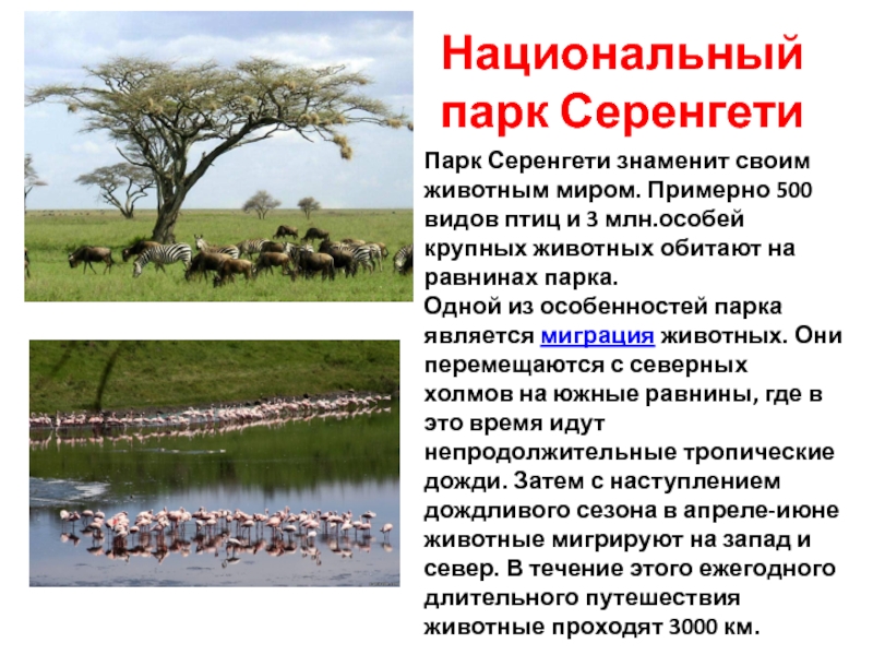 Национальный парк 4 класс. Парк Серенгети всемирное наследие. Национальный парк Серенгети это культурное или природное наследие. Национальный парк Серенгети сообщение 3 класс окружающий мир. Национальный парк Серенгети Танзания доклад для 3 класса.