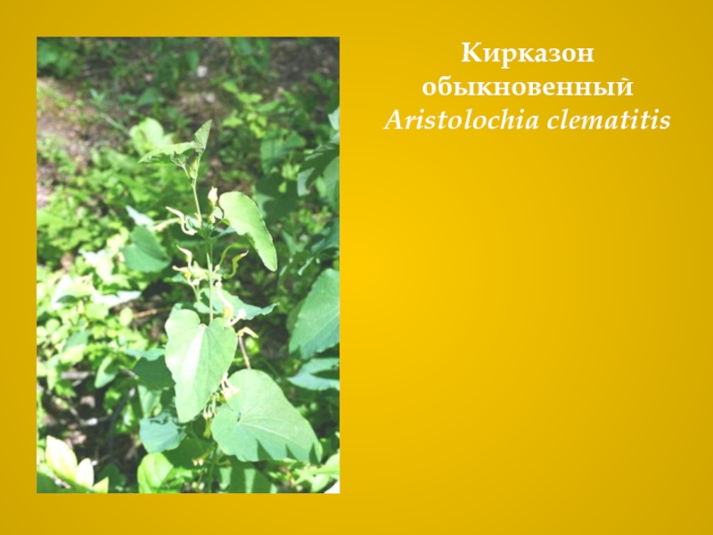 Кирказон обыкновенныйAristolochia clematitis