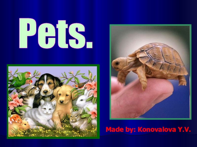 Презентация Pets