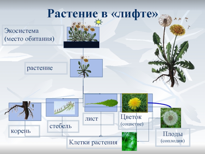 1 шт 3 растительное. Места обитания растений. Экосистема растений. Растения с открытым местом обитания. Растения 3 класс.