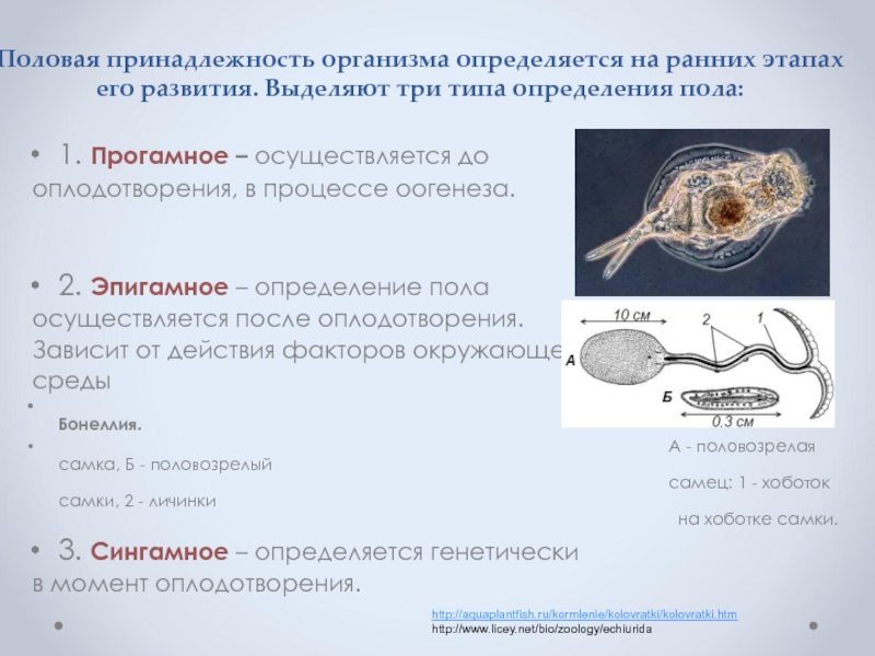 Половая принадлежность. Эпигамноеопределения пола. Типы определения пола прогамное Эпигамное сингамное. Типы определения пола в момент оплодотворения. Прогамный Тип определения пола.