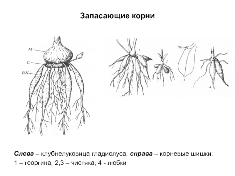 Корневая система жасмина схема