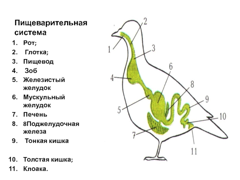 Пищевод зоб. Строение пищеварительной системы птиц. Внутреннее строение птиц пищеварительная система. Внутреннее строение птиц пищеварение. Схема пищеварительной системы птицы.