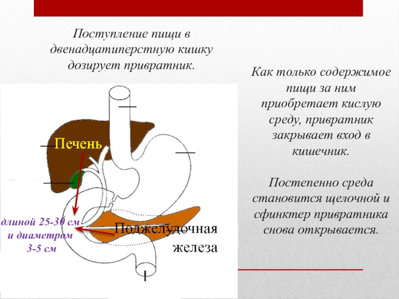 Презентация по биологии пищеварение в желудке и двенадцатиперстной кишки