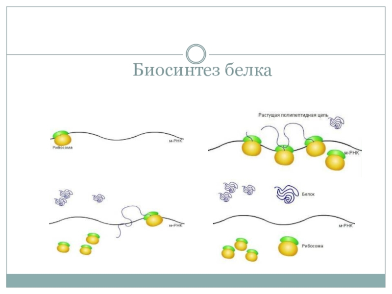 Биосинтез белка 10 класс. Модель-аппликация 