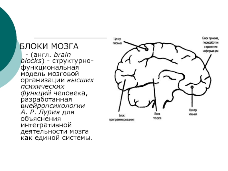 Функциональные блоки мозга. Концепция структурно функциональных блоков мозга Лурия. Структурно-функциональная модель мозга а.р Лурия. Таблица функциональные блоки мозга Лурия. Функциональные зоны мозга Лурия.