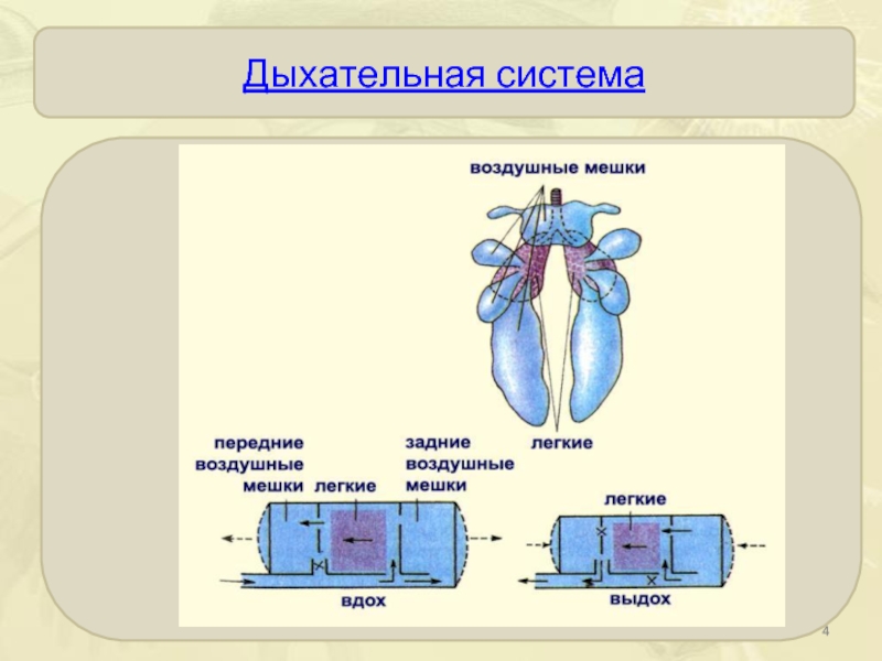 Двойное дыхание птицы схема