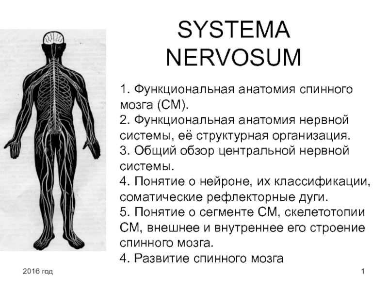 SYSTEMA NERVOSUM