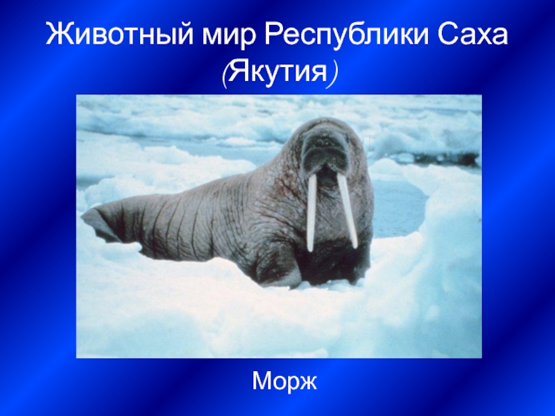 Животный мир Республики Саха (Якутия)Морж