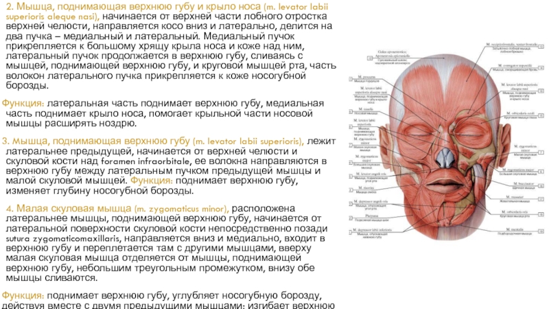 Мышцы угла рта. Мышца поднимающая верхнюю губу и крыло носа. Мышца, поднимающая верхнюю губу m. levator Labii superioris. Мышца, поднимающая угол рта m. levator Anguli Oris. Мышца поднимающая верхнюю губу и кредо носа.