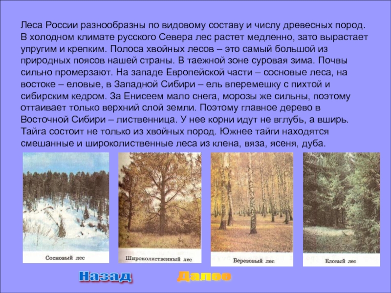 Климат зон хвойных лесов. Доклад на тему Лесная зона. Леса России доклад. Зона лесов 4 класс. Сообщение о зоне лесов.