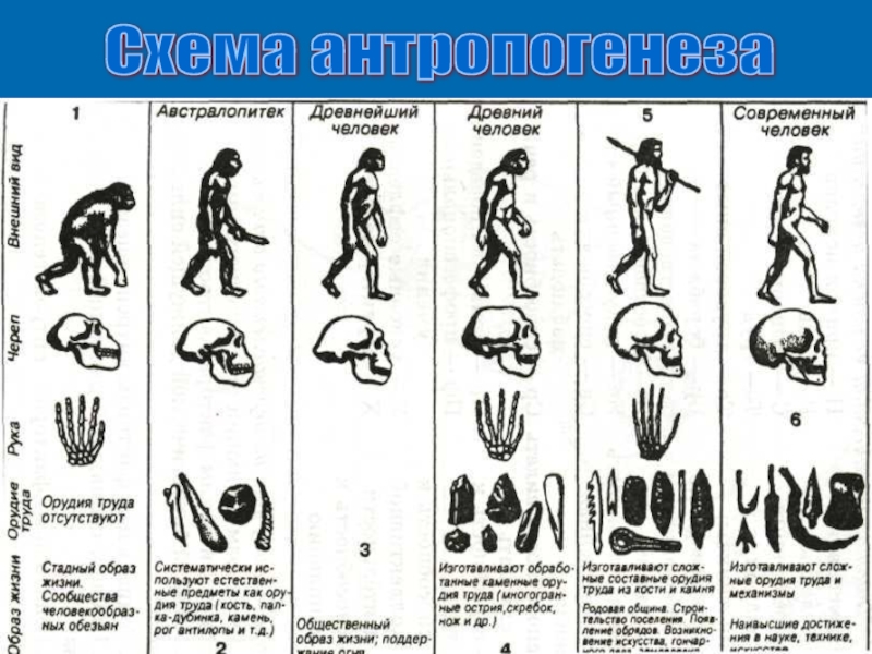 Стадии антропогенеза человека схема