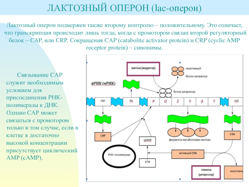 Лактозный оперон презентация