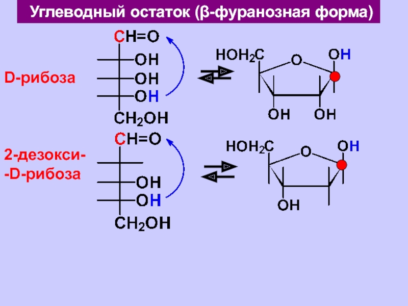 Фуранозный цикл д рибозы. 2 Дезокси д рибоза. Цикло оксо таутомерия 2 дезокси d рибоза.
