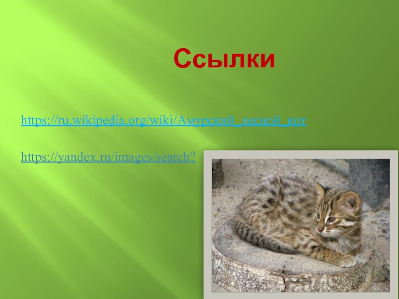 Амурский лесной кот описание