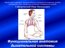 Функциональная анатомия дыхательной системы