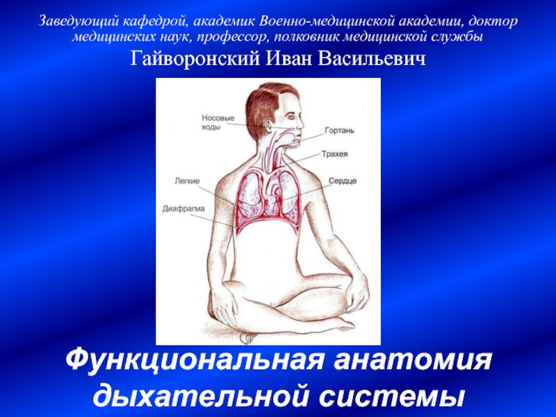 Функциональная анатомия дыхательной системы