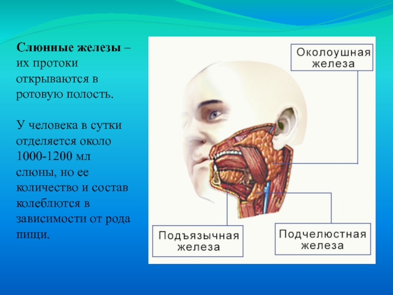 Слюнные железы где находятся у человека схема расположения женщин фото