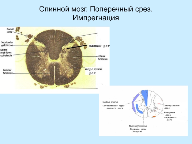 Поперечный срез спинного мозга рисунок гистология