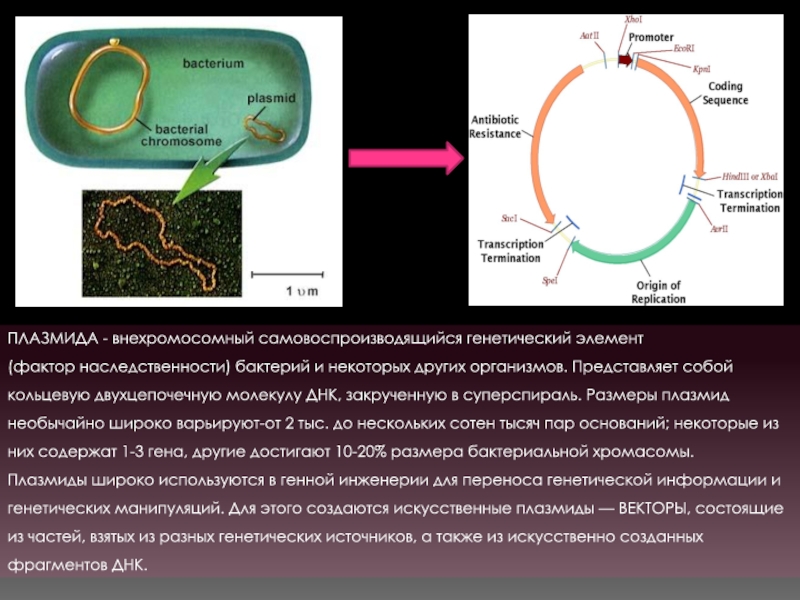 Кольцевая хромосома в митохондриях