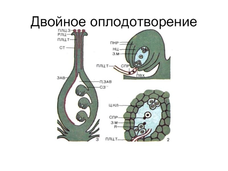 3 двойное оплодотворение. Навашин двойное оплодотворение у покрытосеменных. Оплодотворение двойное оплодотворение рисунок.