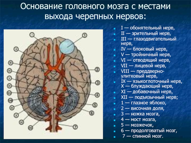Зрительный нерв в головной мозг. Топография Корешков черепных нервов. Основание головного мозга и места входа Корешков черепных НЕРВОО. Основание мозга с выходом черепных нервов схема. Топография головы Черепные нервы..