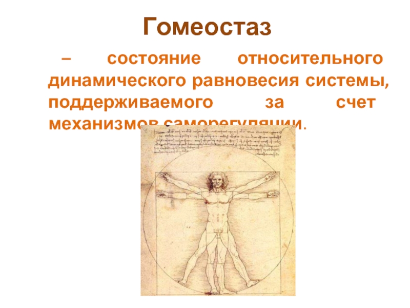 Гомеостаз картинки для презентации