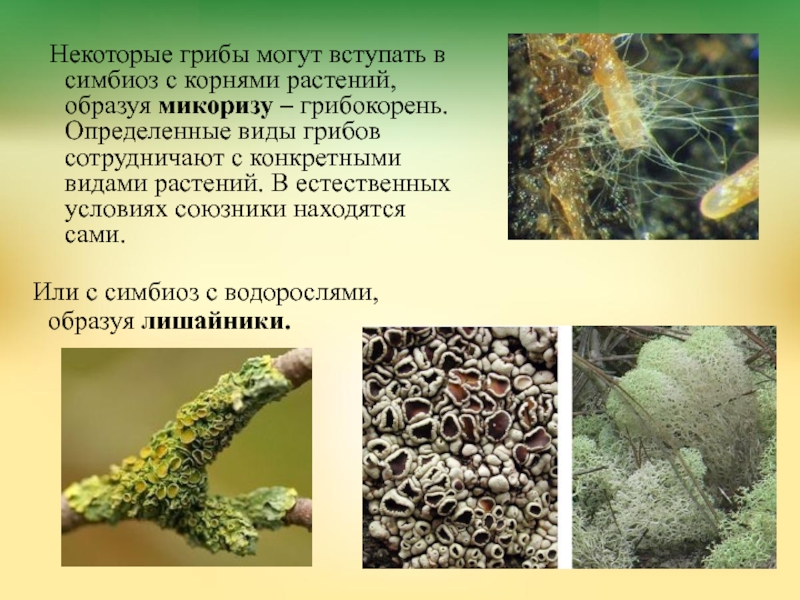 Грибы особая группа симбиотических организмов. Ягель микориза. Микориза и лишайники. Симбиоз гриба и растения. Симбиотический организм грибы.