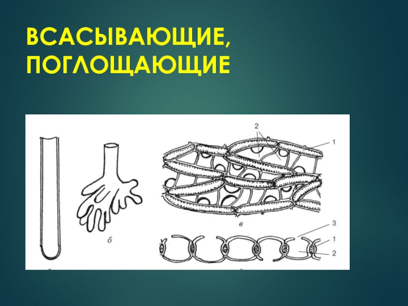 Всасывающие ткани растений. Всасывающие ткани. Всасывающая ткань. Всасывающая ткань растений.