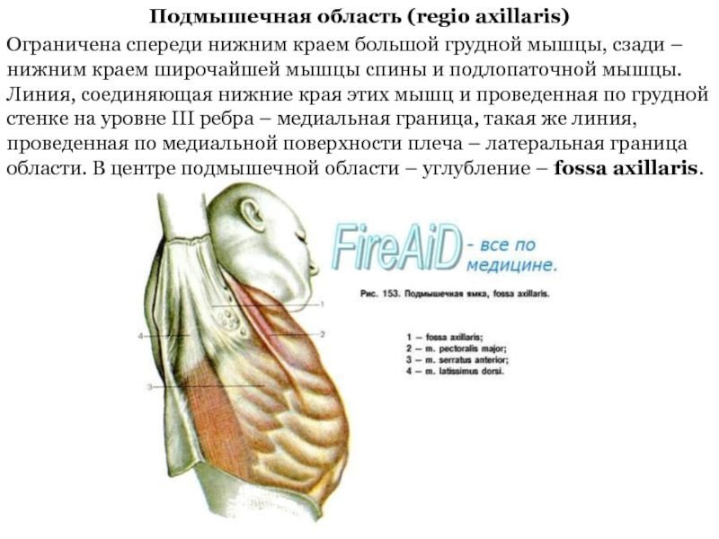 Подмышечная область (regio axillaris)Ограничена спереди нижним краем большой грудной мышцы, сзади – нижним краем широчайшей мышцы спины